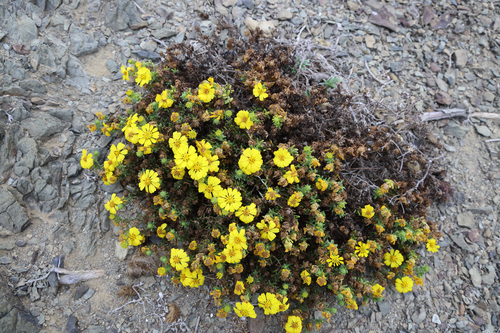 Deinandra streetsii observed 2021-12-09