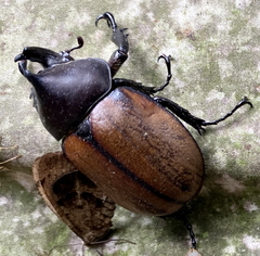 Mitracephala humboldti