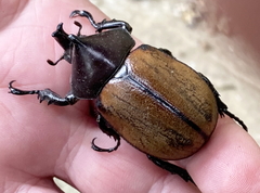 Mitracephala humboldti