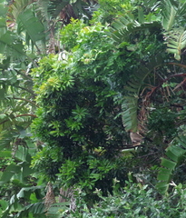 Protorhus longifolia