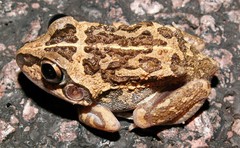 Ranoidea longipes