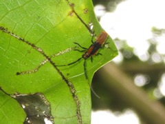 Malacoscylus auricomus