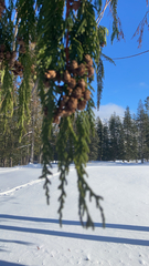 Cupressus nootkatensis