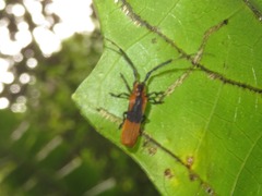 Malacoscylus auricomus