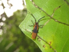 Malacoscylus auricomus