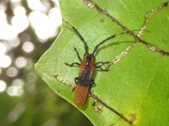 Malacoscylus auricomus