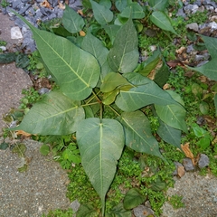 Ficus religiosa