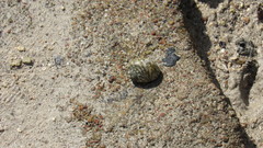 Nerita orbignyana