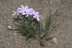 Phlox longifolia longifolia