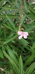 Nerium oleander