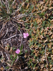 Dianthus myrtinervius caespitosus