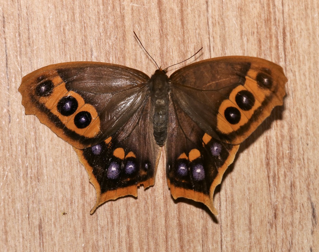 Antirrhea undulata