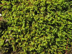 Hedwigia mollis