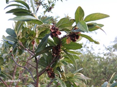 Neopringlea integrifolia