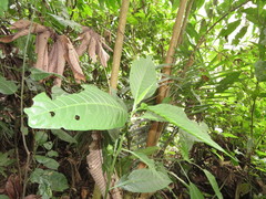 Solanum anceps