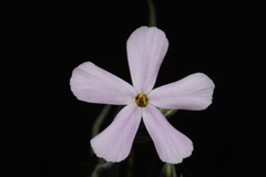 Phlox longifolia longifolia