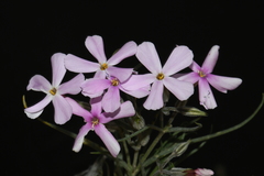 Phlox longifolia longifolia