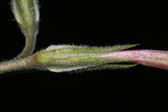 Phlox longifolia longifolia