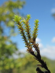 Hedwigia mollis