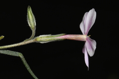 Phlox longifolia longifolia