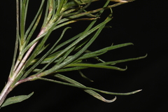 Phlox longifolia longifolia