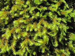 Hedwigia mollis