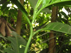 Solanum anceps