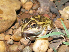 Ranoidea longipes