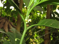 Solanum anceps