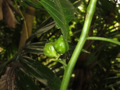 Solanum anceps