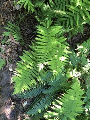 Deparia acrostichoides