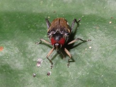 Hoplocopturus