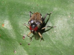 Hoplocopturus