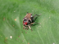 Hoplocopturus