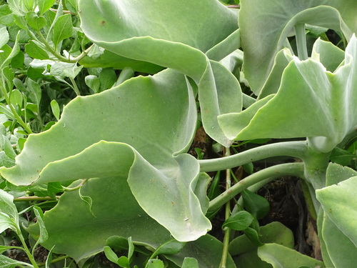 Velvet-leaf