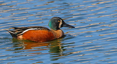 Spatula clypeata × cyanoptera