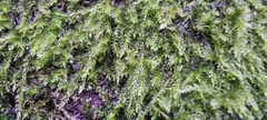 Amblystegium