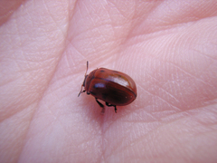 Gonioctena viminalis