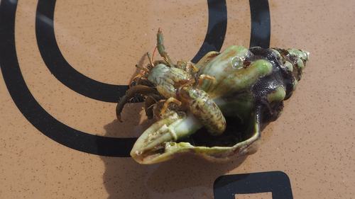 Saint Piran's Hermit Crab, Ionian Islands, Peloponnese, Western Greece and the Ionian Islands, Greece, photo 9 of 10