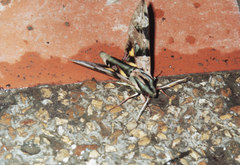 Eumorpha capronnieri