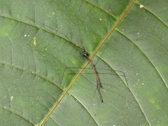 Ghilianella approximata