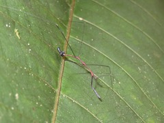 Ghilianella approximata