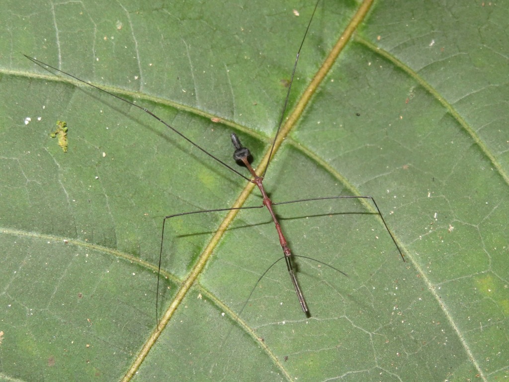 Ghilianella approximata