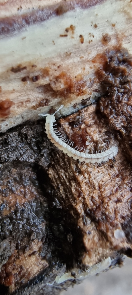 Propolydesmus germanicus