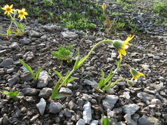 Arnica angustifolia