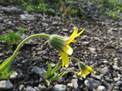 Arnica angustifolia