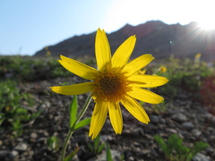Arnica angustifolia