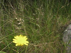 Rytidosperma gracile