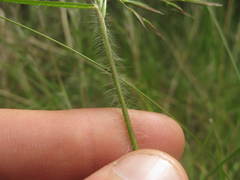 Rytidosperma gracile
