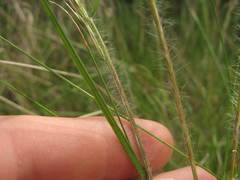Rytidosperma gracile